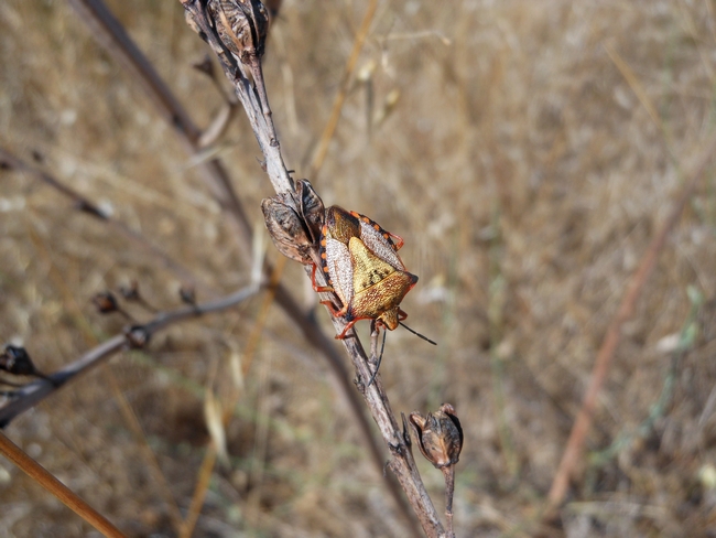 Pentatomidae: Carpocoris mediterraneus atlanticus